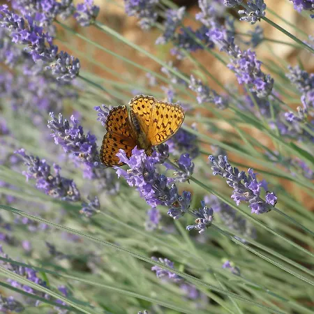 Villa Villa Vrbnik *