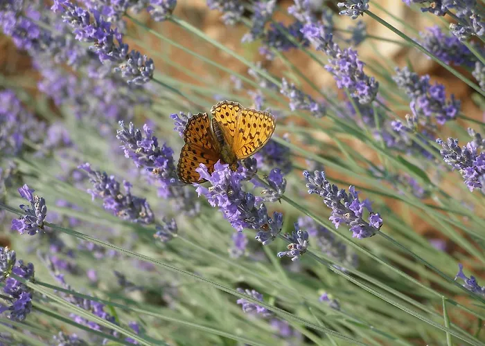 فيلة Villa Vrbnik *