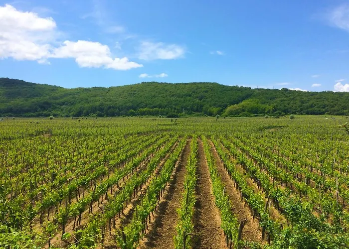 Villa Vrbnik فيلة